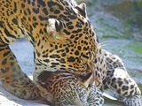 Jaguar Cat Picture mom and cub