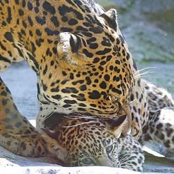 Jaguar Cat Picture mom and cub