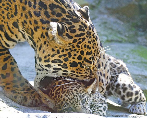 Jaguar Cat Picture mom and cub