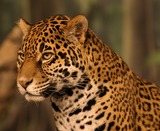 Jaguar Photo Gallery