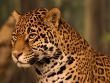 Jaguar Cat Picture print head