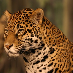 Jaguar Cat Picture print head