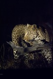 Leopard Photo Gallery