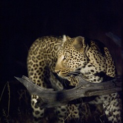 African Leopard Cat Image