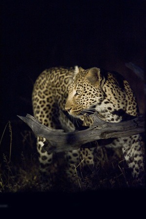 African Leopard Cat Image