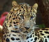 Leopard Photo Gallery