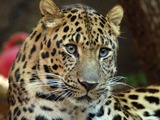 Amur Leopard Cat Image portrait