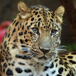 Amur Leopard Cat Image portrait