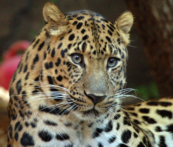 Amur Leopard Cat Image portrait