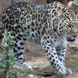 Amur Leopard Cat Image walking