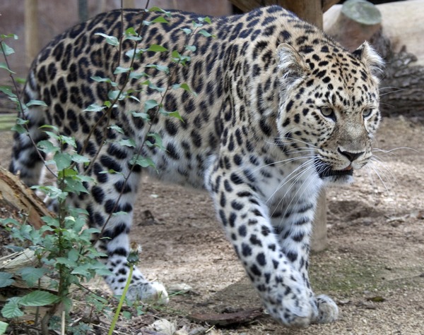 Amur Leopard Cat Image walking