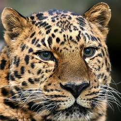 Amur Leopard Face Wild Cat Image
