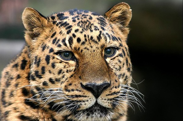 Amur Leopard Face Wild Cat Image