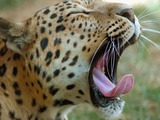 Indian Leopard Cat Image yawn