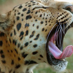 Indian Leopard Cat Image yawn