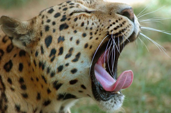 Indian Leopard Cat Image yawn
