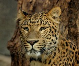 Wild Cats
