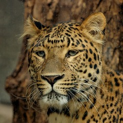 Japanese Leopard Cat Image Panthera pardus