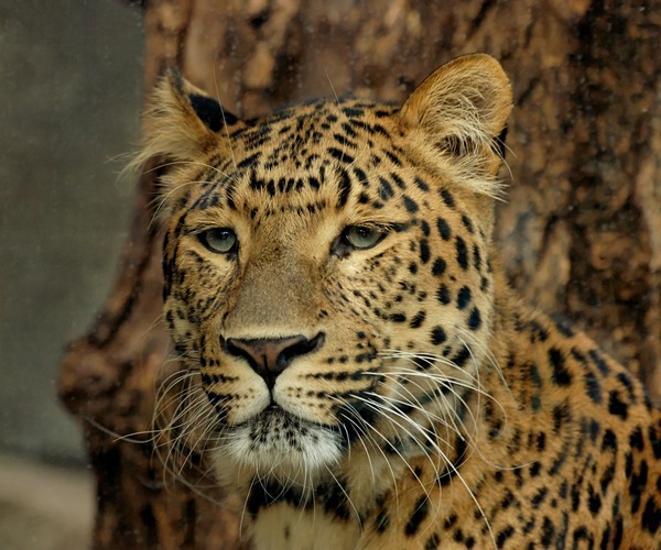 Japanese Leopard Cat Image Panthera pardus
