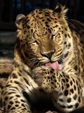 Japanese Leopard Cat Panthera ZOO