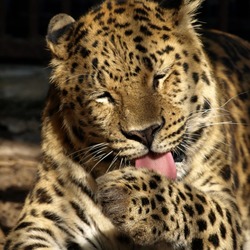 Japanese Leopard Cat Panthera ZOO