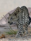 Leopard Cat Arabian Image