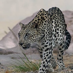 Leopard Cat Arabian Image