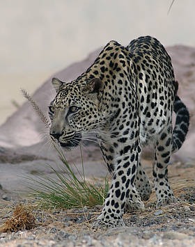 Leopard Cat Arabian Image