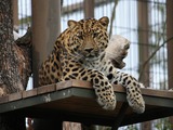 Leopard Cat Curious Panthera pardus