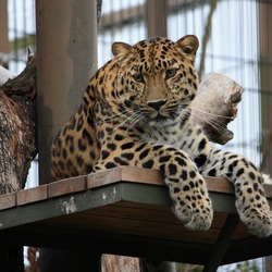 Leopard Cat Curious Panthera pardus