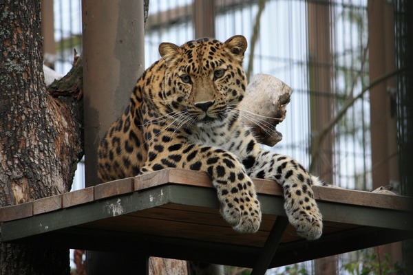 Leopard Cat Curious Panthera pardus