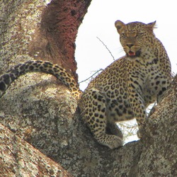 Leopard Cat Image African Serengeti