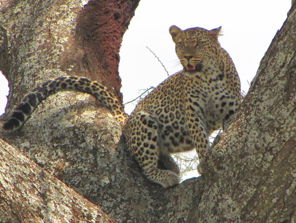 Leopard Cat Image African Serengeti