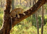 Leopard Photo Gallery