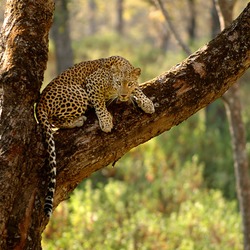 Alert Leopard