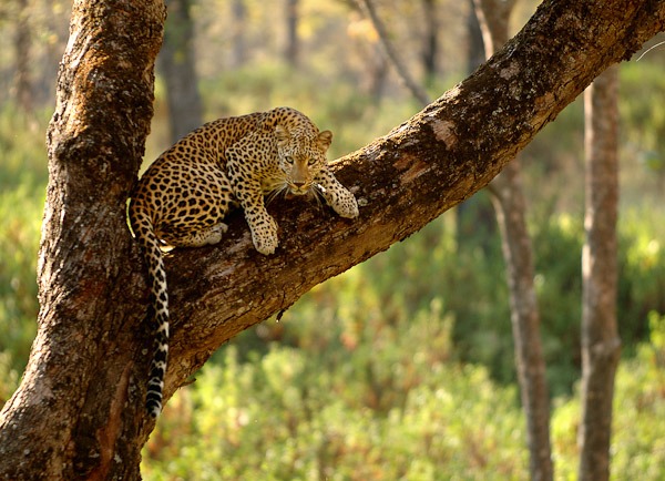 Alert Leopard