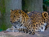 Leopard Cat Image Amur color