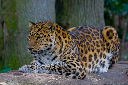 Leopard Cat Image Amur color