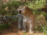 Leopard Cat Image Arabian Persian roar