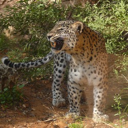 Leopard Cat Image Arabian Persian roar