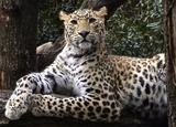 Leopard Photo Gallery