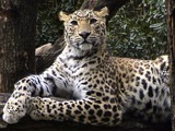Leopard Cat Image Bhrikuti