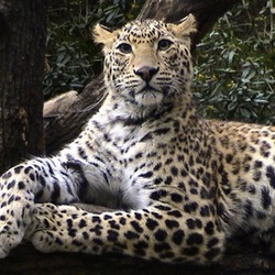 Leopard Cat Image Bhrikuti