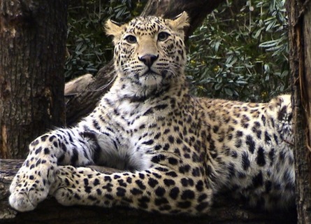 Leopard Cat Image Bhrikuti