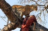 Wild Cats