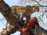 Leopard Cat Image Hunt South Africa kill