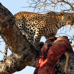 Leopard Cat Image Hunt South Africa kill