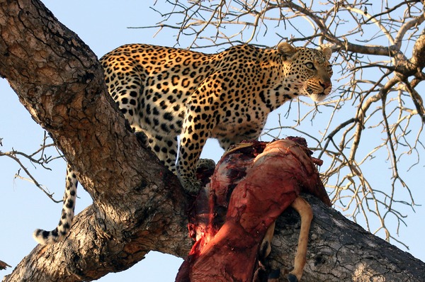 Leopard Cat Image Hunt South Africa kill