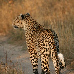 Leopard Cat Image Leopard_walking