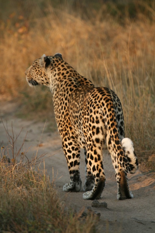 Leopard Cat Image Leopard_walking